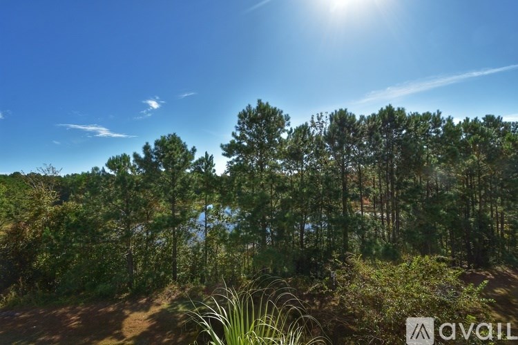 A sunny day in a forest with the sun shining through the trees.
