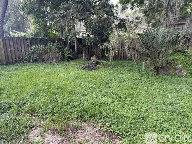 A backyard with a wooden fence and a palm tree.