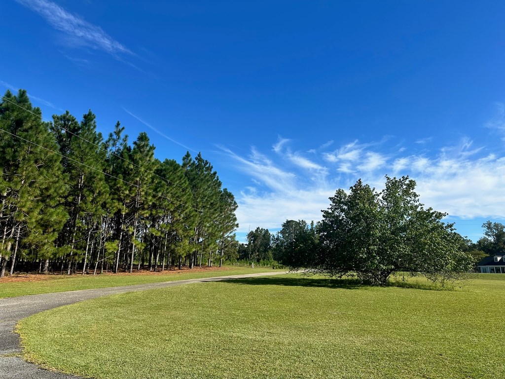 A grassy field with trees and a clear blue sky.