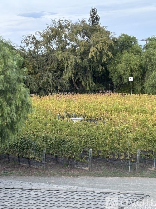 A living room with a grey sofa, a glass coffee table, and a wicker chair.