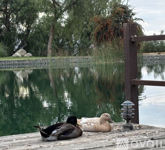 Two red chairs are placed on the grass near a palm tree.