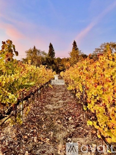 A vineyard with rows of grapevines in autumn.