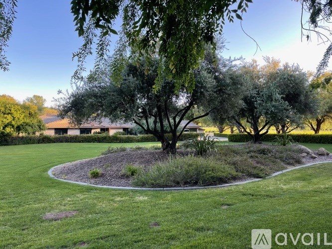 A tree in a circle of gravel with green grass around it.