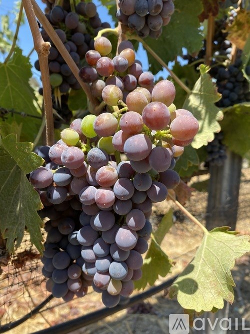 A bunch of grapes hanging from a vine.