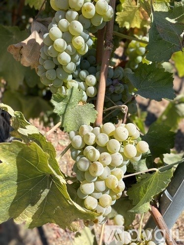 A bunch of green grapes hanging from a vine.