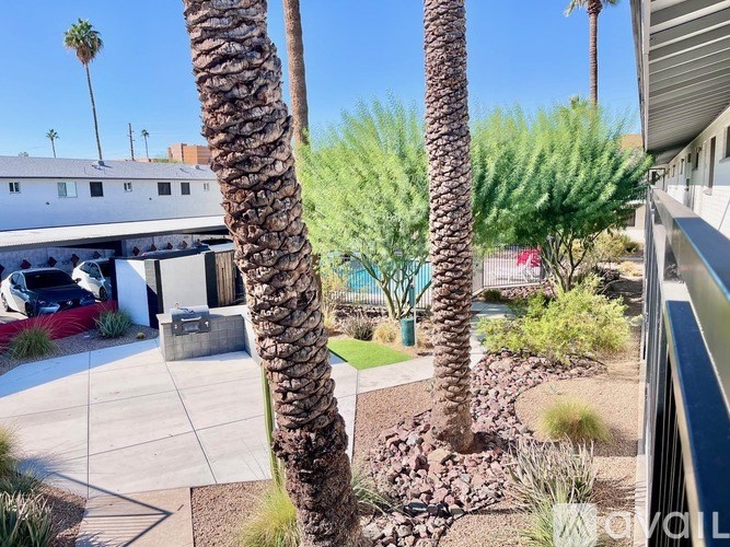 A palm tree stands in a courtyard with a building in the background.