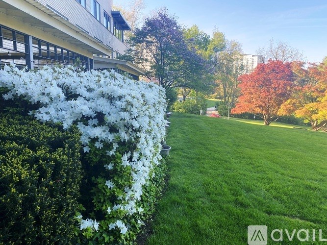 A white flowering bush is in the foreground of a green lawn.