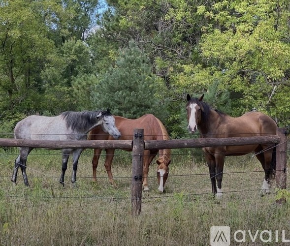Three horses standing behind a fence.
