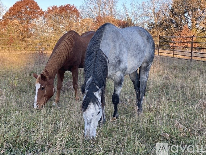 Two horses grazing in a field with trees in the background.