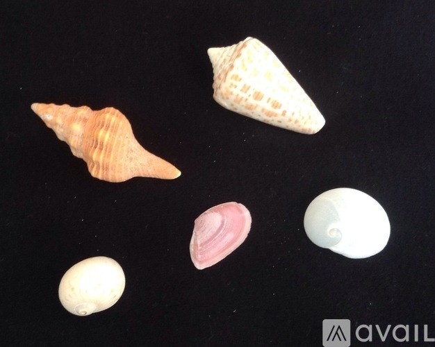 Five seashells are displayed on a black background.