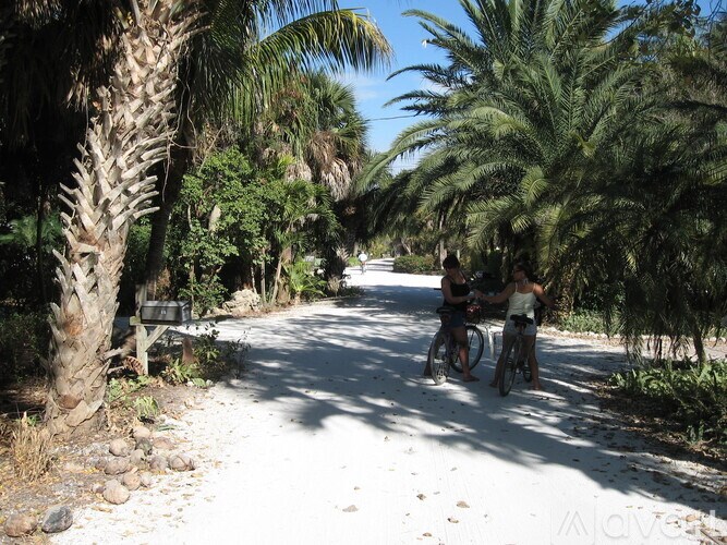 Two people riding bikes on a white dirt road surrounded by palm trees.