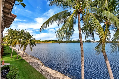 a palm tree sitting next to a body of water