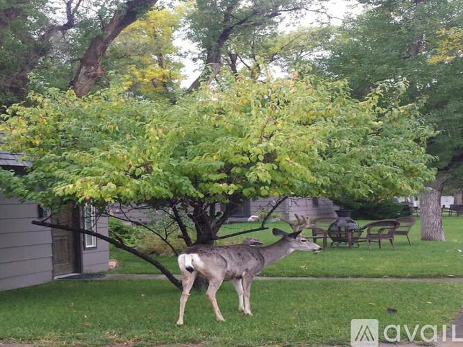 A deer is standing in a grassy area near a tree.