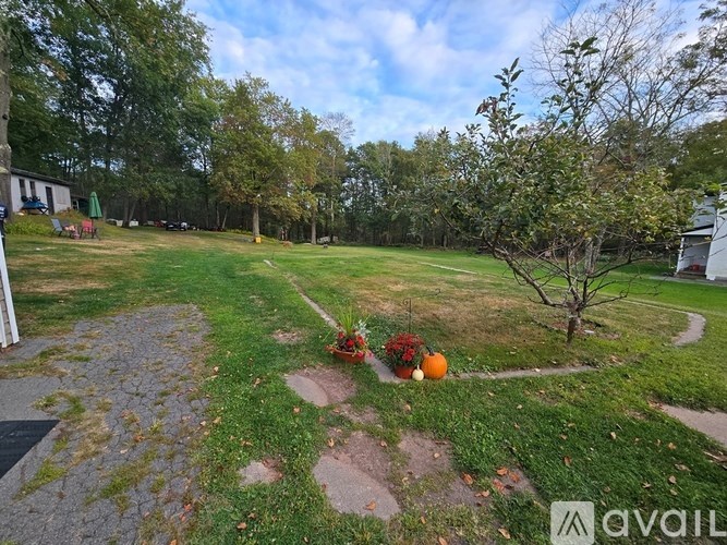 A backyard with a tree, pumpkins, and a stone path.