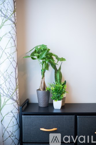 Two potted plants on a black cabinet.
