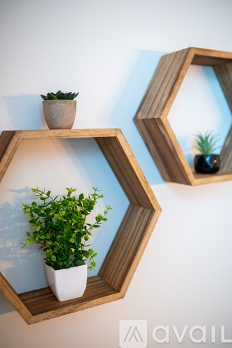 Two potted plants are placed in hexagonal wooden frames on a white wall.