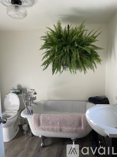 A bathroom with a white tub, a pink towel, and a plant hanging from the ceiling.