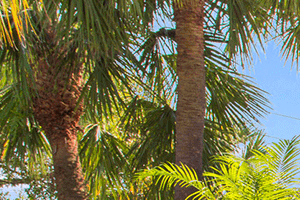 Village Crossing apartments leasing center in West Palm Beach, Florida - Photo Gallery 5