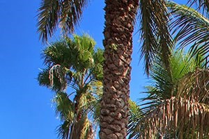 Woodbine apartments leasing center in Riviera Beach, Florida