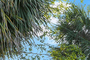 Blue Isle apartments leasing center in Coconut Creek, Florida