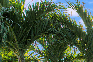 Blue Isle apartments for rent in Coconut Creek, Florida