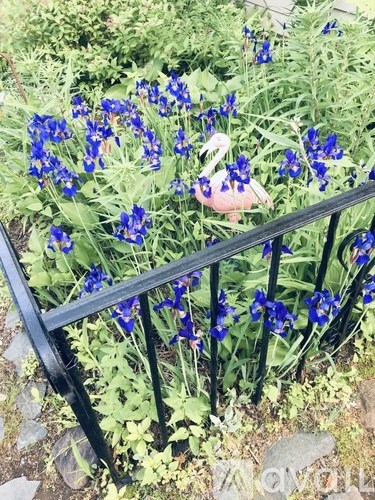 A pink flamingo is standing in a garden with blue flowers.