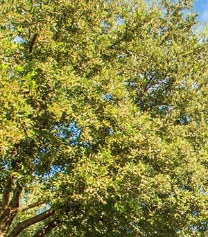 Verandah At Valley Ranch Irving Texas Apartments And Townhouses