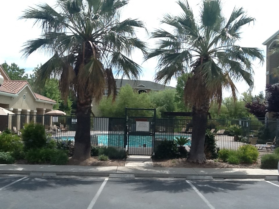 A pool surrounded by a black fence and two palm trees.