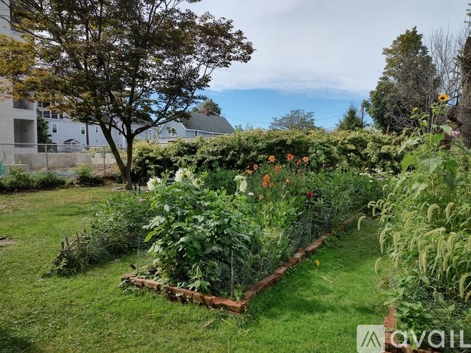 A garden with a variety of plants and a tree in the background.
