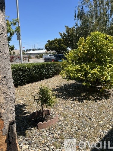 A small tree is planted in a bed of gravel.