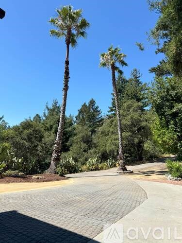 Two palm trees stand in a driveway.