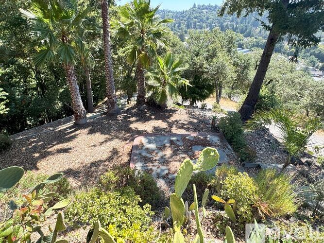A garden with a variety of plants and trees.