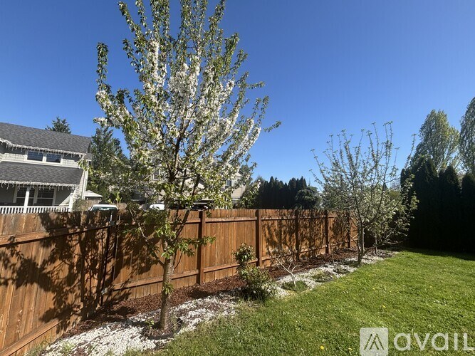 A tree with white blossoms stands in a yard with a wooden fence.