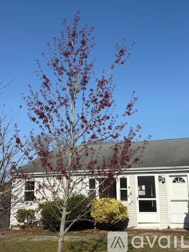 A tree with red leaves stands in front of a white house.