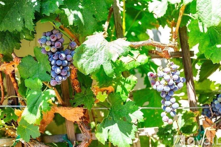 A bunch of grapes hanging from a vine.