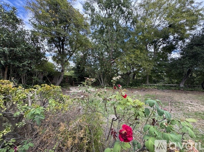 A red flower stands out in a field of greenery.