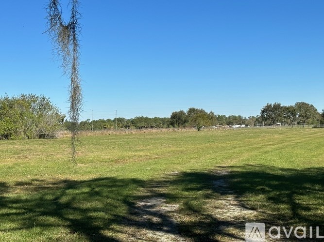 A grassy field with a clear blue sky and a tree branch hanging down.