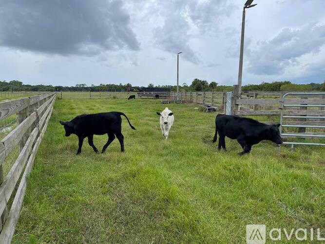 Three cows are walking in a grassy field.