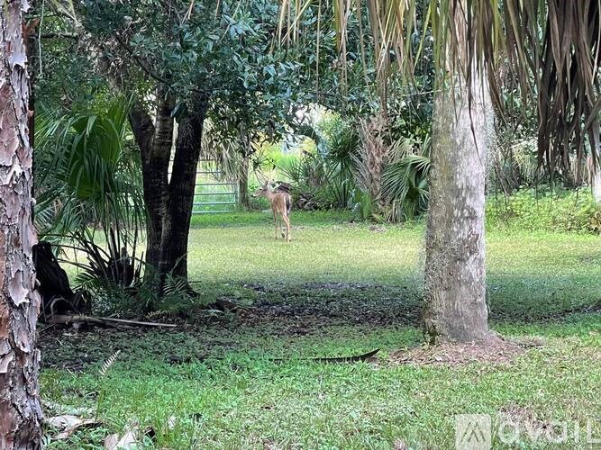 A deer is standing in a grassy area surrounded by trees.