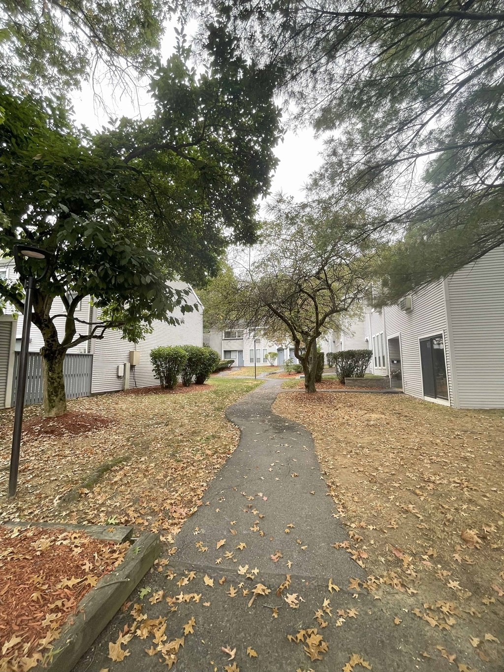 A tree-lined path with fallen leaves on the ground.