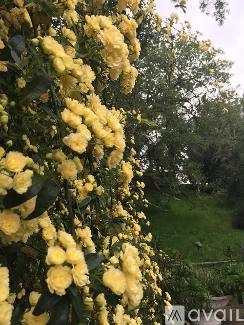 A bush of yellow flowers is in the foreground.