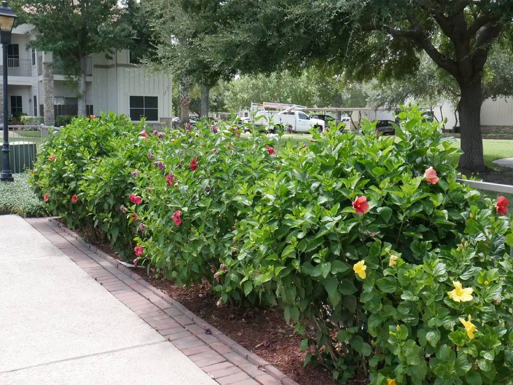 A row of red and yellow flowers in front of a building.