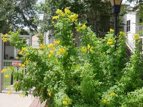 Yellow flowers in front of a building.