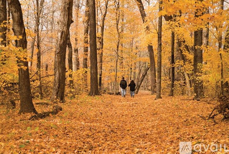 Two people walking in a forest with yellow leaves on the ground.