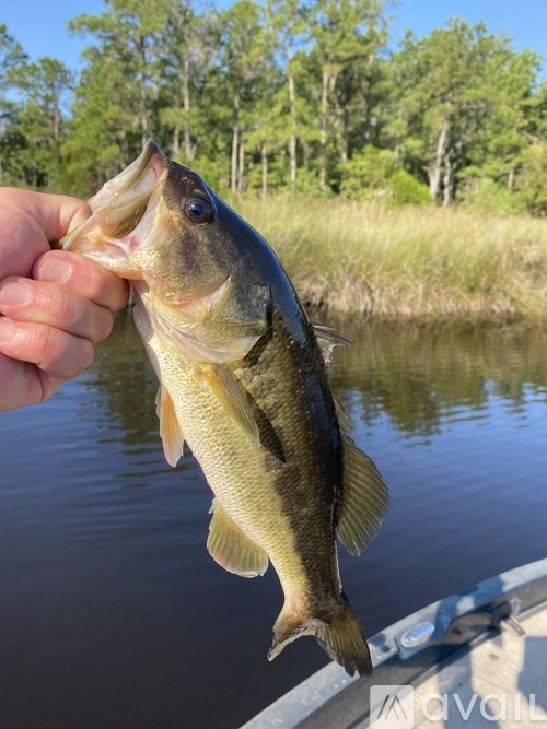 A person is holding a fish with its mouth open.