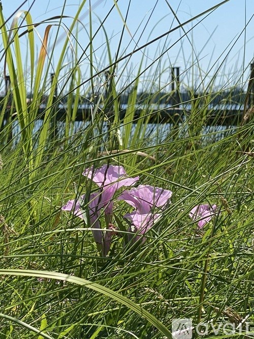 A purple flower is in the grass by the water.