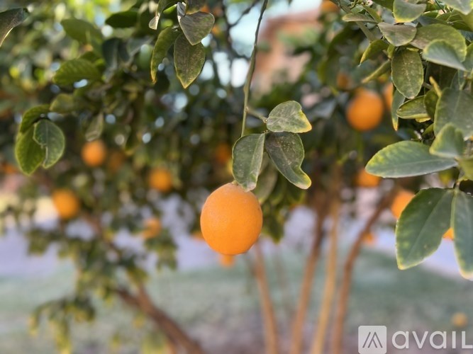 A tree with green leaves and orange fruits.