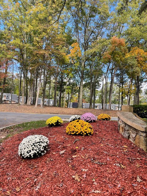 A garden with red mulch and yellow and white flowers.