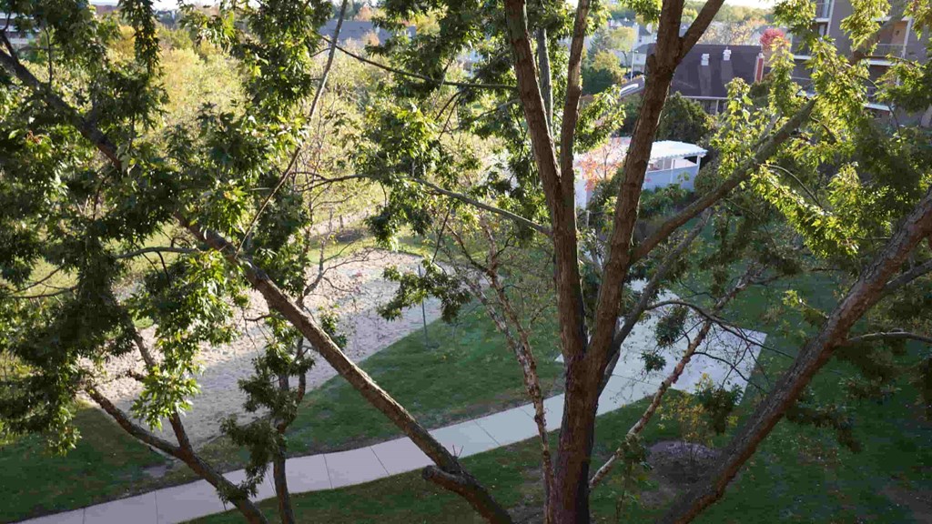 A tree in the foreground with a pathway and buildings in the background.