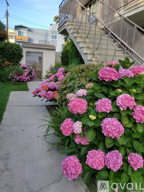 Pink flowers in the front yard.